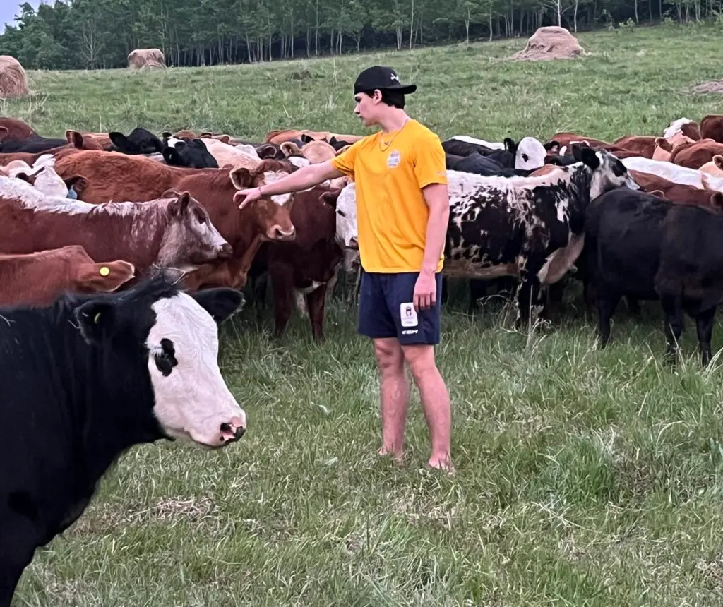 Carson Carels with his cattle